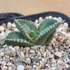 2026年最新】アガベ希少子株の人気アイテム - メルカリ