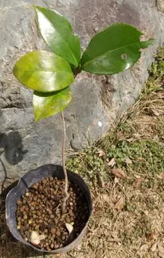 2026年最新】ツバキ 植木の人気アイテム - メルカリ