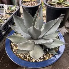 2025年最新】アガベ パリー 大株の人気アイテム - メルカリ