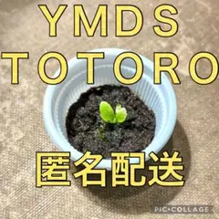 2025年最新】ウィリンキー ドワーフの人気アイテム - メルカリ