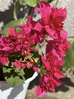 2025年最新】ブーゲンビリア 苗の人気アイテム - メルカリ