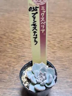 2025年最新】ミックスベリアの人気アイテム - メルカリ