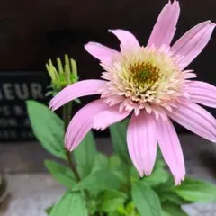 エキナセア マーシャル 苗 希少 (A) - メルカリ