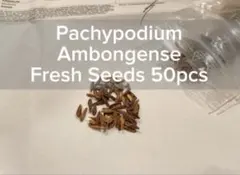 パキポディウム アンボンゲンセ 種子 50粒 ambongense 2026年最新】アンボンゲンセ 種の人気アイテム - メルカリ