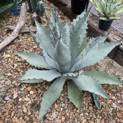 2025年最新】テマカプリネンシスの人気アイテム - メルカリ