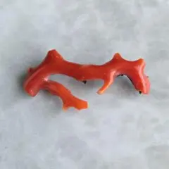 枝珊瑚　赤珊瑚　サンゴ　ブローチ　Q6　帯留　アンティーク　紅珊瑚　着物