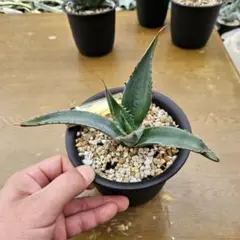 2026年最新】シャウィ アガベの人気アイテム - メルカリ