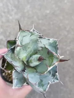 2025年最新】アガベBBの人気アイテム - メルカリ