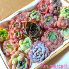☆ゆうパック発送☆多肉植物 韓国苗 エケベリア ＊33品種41苗の特別