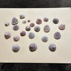 【685】巻貝　ピンク　ホワイト　ヤドカリ引越し用　貝殻　セット　ミニ