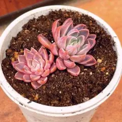 多肉植物 赤葉日高ミセバヤ 抜き苗 - メルカリ