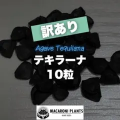 2026年最新】テキラーナの人気アイテム - メルカリ