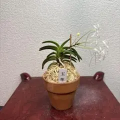 富貴蘭　風蘭　玉隼のサムネイル
