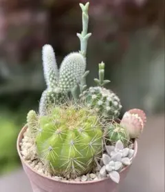 抜き苗] ミニミニサボテン 寄せ植え 抜き苗 3品種 8苗 - メルカリ