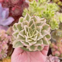 新品種 現物 多肉植物 アエオニウム マイバッハ錦 群生 - メルカリ