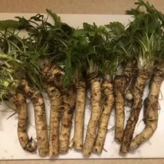 zzzパイン様 リクエスト 2点 まとめ商品