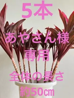 専用商品.:*★千年木・コルジリネ・紅光5本