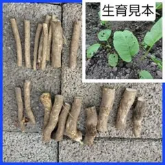 徳之島産キャッサバ苗挿木用苗200本入り 只今値下げ中 徳之島産キャッサバ苗挿木用苗20本入り只今値下げ中 - メルカリ