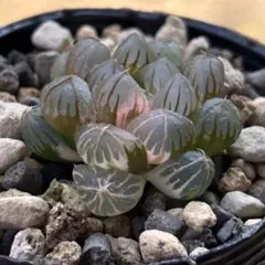 多肉植物 ハオルチア 火炎錦 鮮明錦 極上斑 - メルカリ