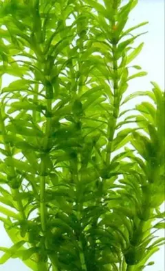 2026年最新】水草アナカリスの人気アイテム - メルカリ
