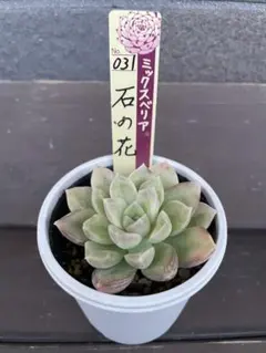 panchan様 リクエスト 4点 まとめ商品