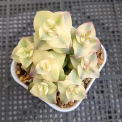 ぽにょ様 リクエスト 2点 まとめ商品