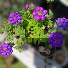 粋ちゃん様 リクエスト 2点 まとめ商品