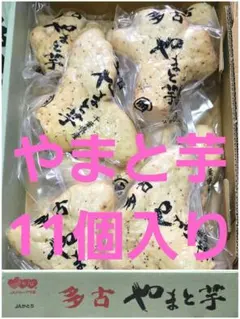 千葉県産　多古　やまと芋　真空パック　1箱11本入りです。のサムネイル