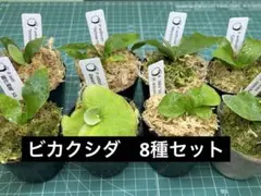 2026年最新】totoro sporeの人気アイテム - メルカリ