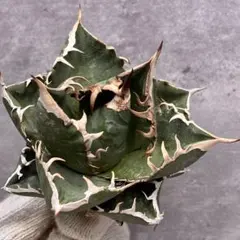 2025年最新】アガベ sad 南アフリカダイヤモンドの人気アイテム - メルカリ