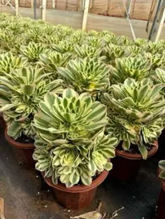 レア　ホヤ　Hoya archboldiana albomarginata美株 レア ホヤ Hoya archboldiana albomarginata美株 - メルカリ