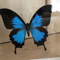 ヒメオオルリアゲハ ♂♀標本 77/78mm ★ニューカレドニア産★野外大型標本 ヒメオオルリアゲハ ♂♀標本 77/78mm ☆ニューカレドニア産