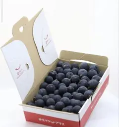 SW特別値下 巨峰加工用 粒 1kg（箱込） 訳あり農家直送 長野県産