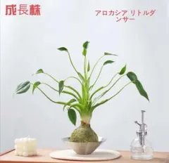 な*】様 MS467 10株セット アロカシア リトルダンサー 2026年最新】アロカシアリバーサの人気アイテム - メルカリ