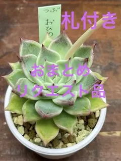 ★ゆきん★プロフ必読♪★様 リクエスト 3点 まとめ商品