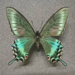 タカネクジャクアゲハ ♂標本 ★北東インド産★80mm詳細ラベル付美麗標本 外国産蝶標本‼️ 珍品美麗北東インド タカネクジャクアゲハ春型