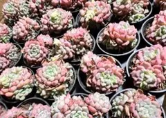 メル98355様 リクエスト 3点 まとめ商品