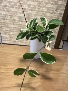 観葉植物　ホヤ・カルノーサ　リップカラーのサムネイル