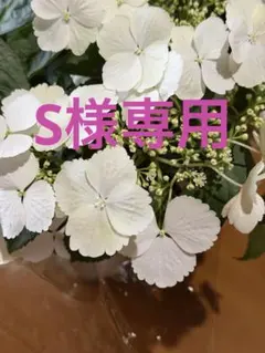S様専用押し花
