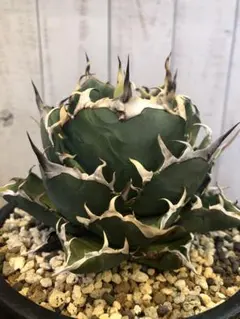 現品　アガベ　チタノタ　ハデス　鉢のまま発送　強棘　台湾産　極上美株 現品 アガベ チタノタ ハデス 鉢のまま発送 強棘 台湾産 極上美株 2025