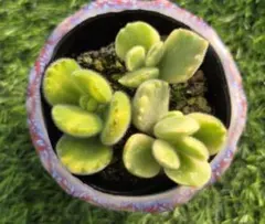 2026年最新】多肉 錦の人気アイテム - メルカリ