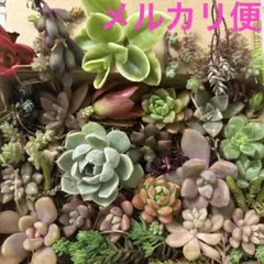 セダム＊エケベリア＊多肉植物＊詰め合わせ＊カット苗＊セット＊ちま寄せ＊寄せ植え＊