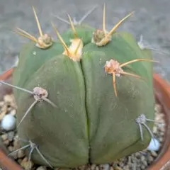【自根古木】ペンタカンサ　ギムノカリキウム　オールドサボテン　鉢ごと発送のサムネイル