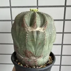 栄冠玉 サボテン 多肉植物 パロディア属 大株 貴重株 - メルカリ