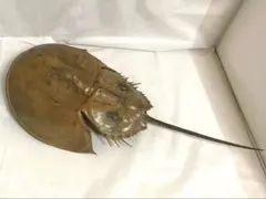 2025年最新】カブトガニ 標本の人気アイテム - メルカリ