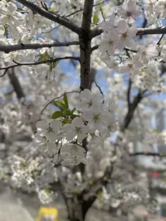 TWICE LOVELYS アクリルカラビナフロッキーマスコット ツウィ