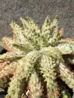 アロエ　ハイブリッド　Aloe hybrid 第四種　AP−39 アロエ ハイブリッド Aloe hybrid 第四種 AP−39 - メルカリ