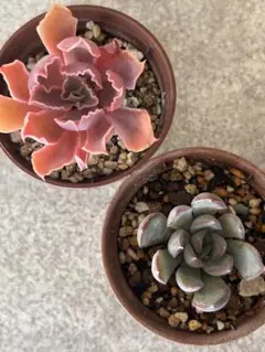 エケベリア属２種　抜き苗です　ネオンブレーカーズ、ダークアイス