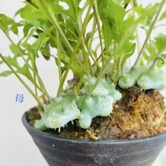 2026年最新】レカノプテリスの人気アイテム - メルカリ