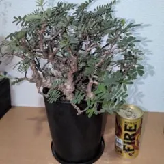 センナ　メリディオナリス　ボコボコ肌 （鉢付き)のサムネイル